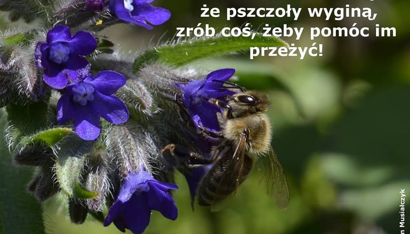 Ty też możesz chronić pszczoły