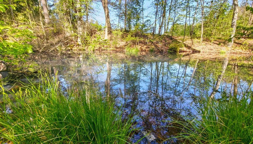 Gr&oacute;b Kisslinga w Bagnie - w miejscu dawnego grodziska