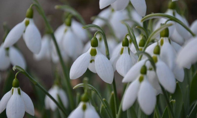 Ogród Botaniczny otwiera się po zimie