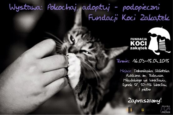 Pokochaj i adoptuj kociaka