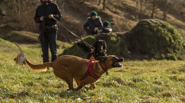 Zawody Agility