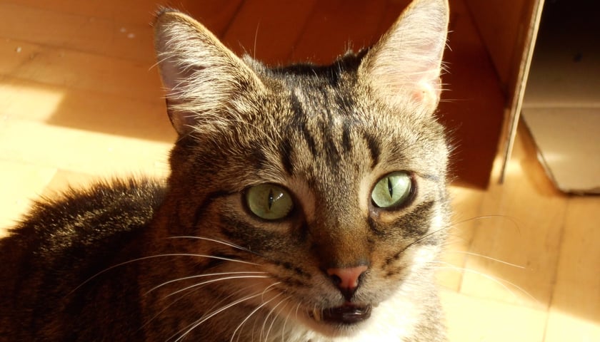 Wirtualna adopcja czworonogów