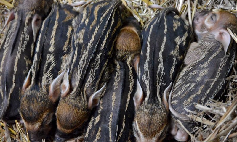 Chrumkające sześcioraczki w zoo