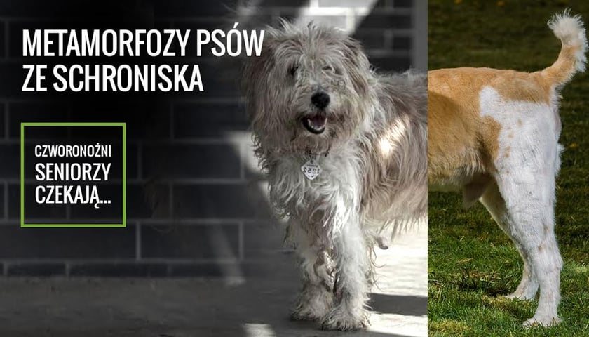 Metamorfozy psów ze schroniska