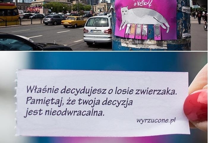 Myślisz o kotku? Myślisz o piesku?