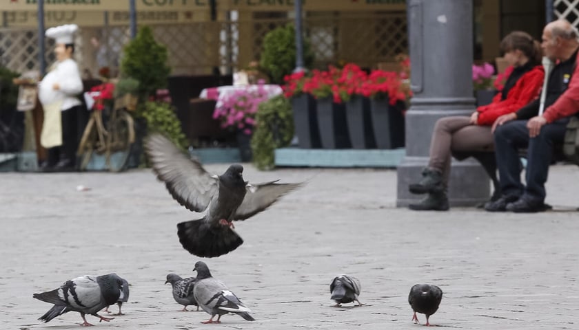 Aż 80 tysięcy gołębi żyje we Wrocławiu