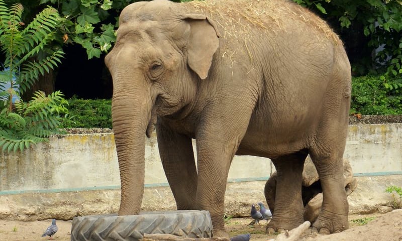 12 sierpnia obchodzimy dzień słonia