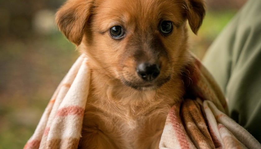 Pies Szczeniaki Operowe