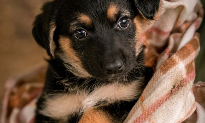 Pies Szczeniaki Operowe