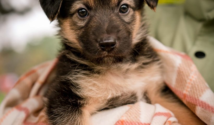 Pies Szczeniaki Operowe