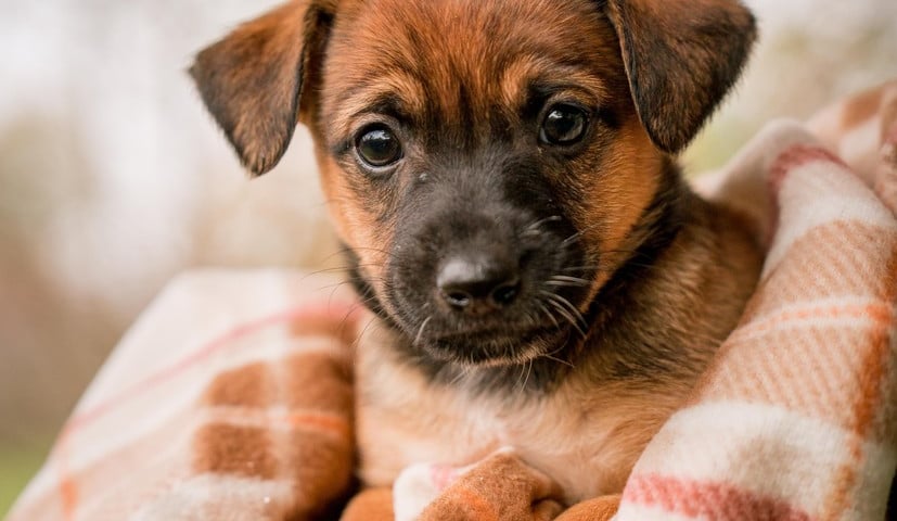 Pies Szczeniaki Operowe