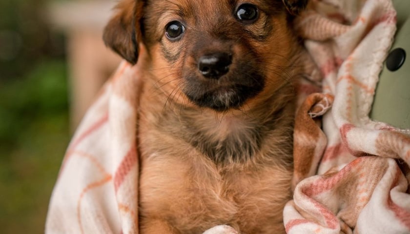 Pies Szczeniaki Operowe