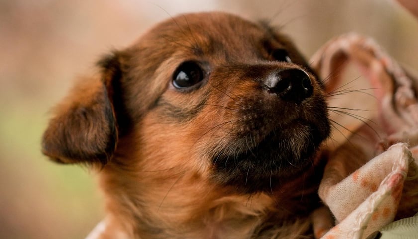 Pies Szczeniaki Operowe