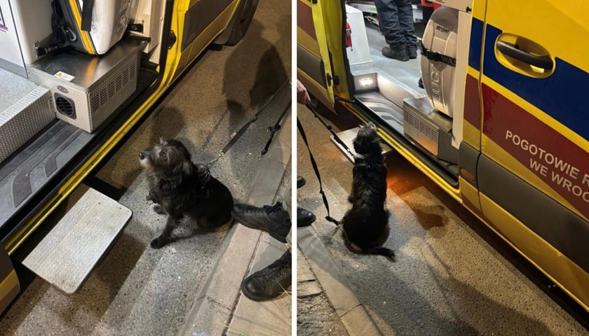 Suczka, która uratowała swojego pana, czeka pod ambulansem, aż zostanie mu udzielona pomoc