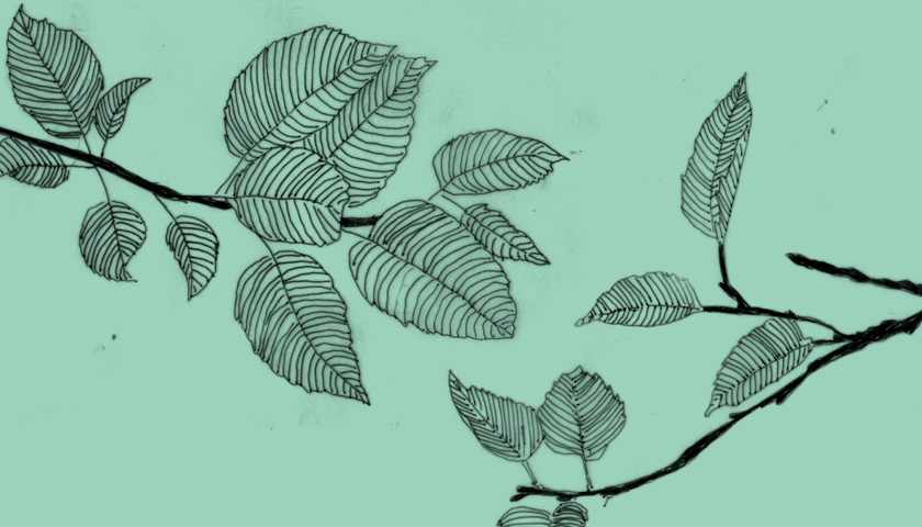 Dwie gałązki pokryte liśćmi. Grafika ilustracyjna.