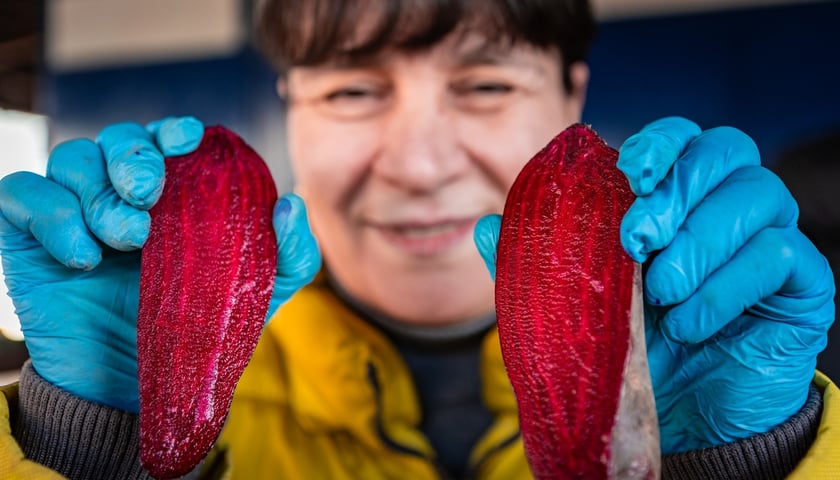 Kobieta w niebieskich rękawiczkach pokazuje przekrojonego na pół świeżego buraka