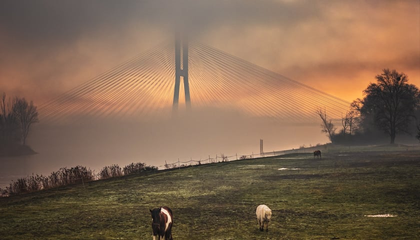 <p>Konie pasące się na łące, w tle most Rędziński we mgle i promieniach wschodzącego słońca. Zdjęcie zatytułowanie "nowy początek".</p>