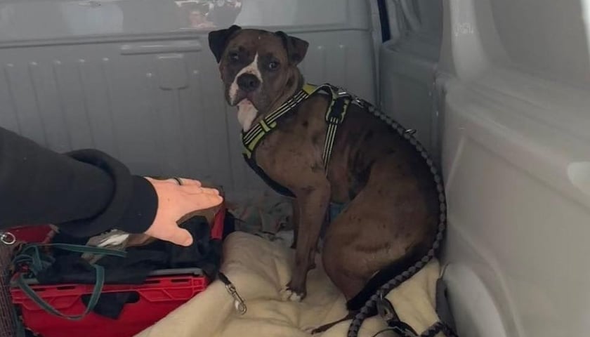 Pies, który zaatakował na osiedlu Kowale owczarka niemieckiego oraz jego wlaścicieli