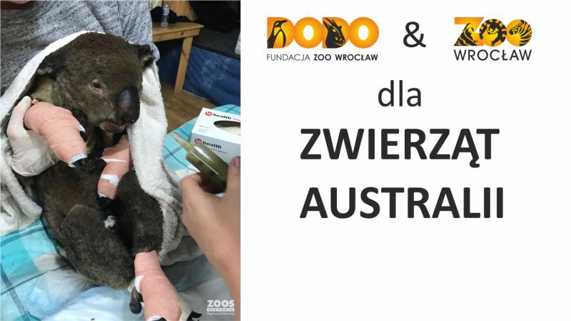 Wrocławskie zoo na ratunek zwierzętom z Australii