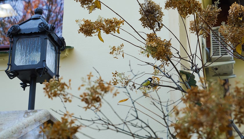 Wpisana do rejestru zabytków willa pod adresem Powstańców Śląskich 202, listopad 2025