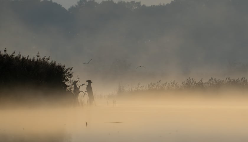 Pojedynek łań nad stawem w Dolinie Baryczy