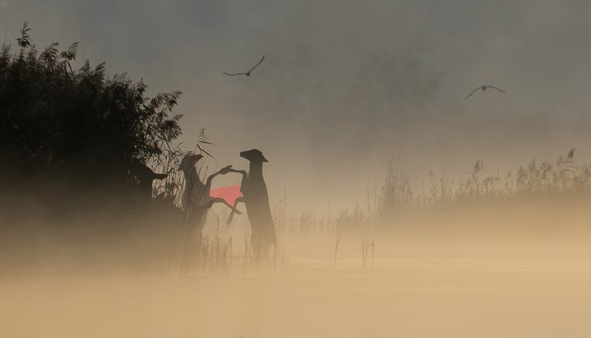 Pojedynek łań nad stawami w Dolinie Baryczy
