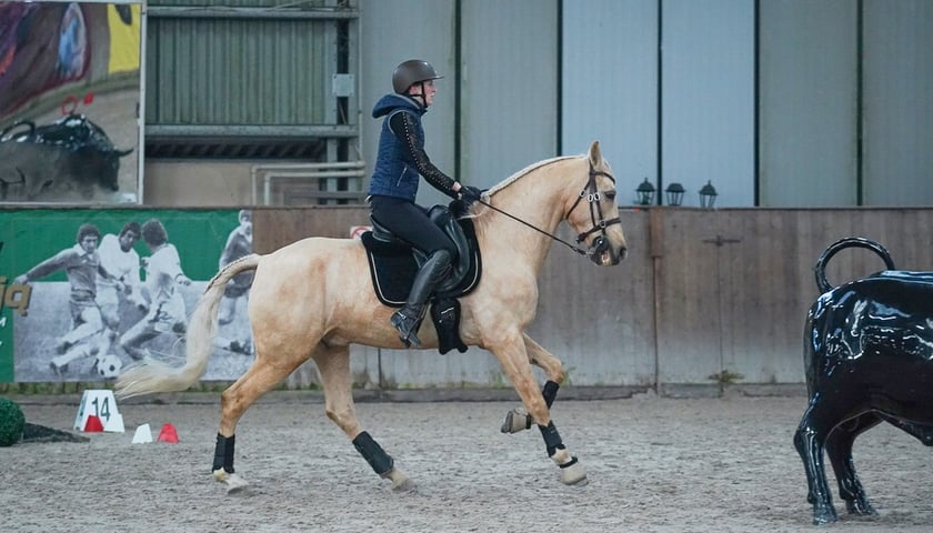 Na Partynicach rozgrywano Mistrzostwa Polski w Working Equitation.