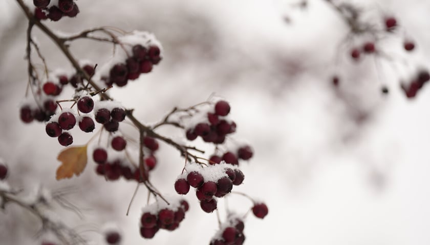 Pierwszy śnieg we Wrocławiu, 24.11.2025