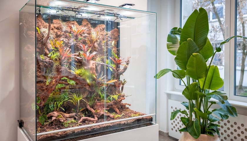 Branżowe Centrum Umiejętności w dziedzinie florystyki w Zespole Szkół nr 3