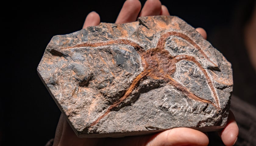 Świąteczne Targi Minerałów, Biżuterii i Wyrobów Jubilerskich we wrocławskiej siedzibie NOT