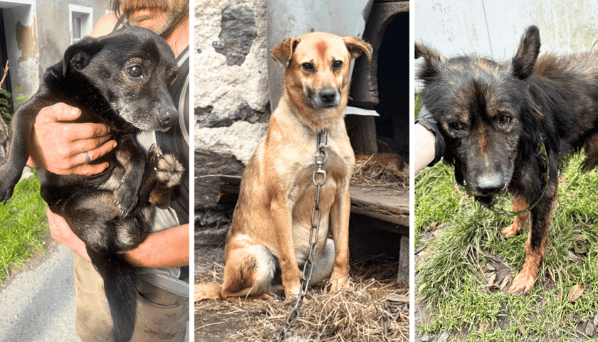 Zestawienie 3 zdjęć psów: od lewej Guzik, w środku Rysik, z prawej Strupek
