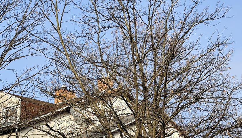 <p>Znikną gonty, kt&oacute;re zastąpi blachodach&oacute;wka</p>