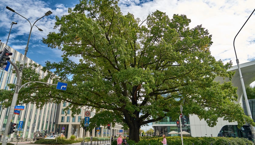 Pomnik przyrody - dąb Przewodnik przed Wroclavią