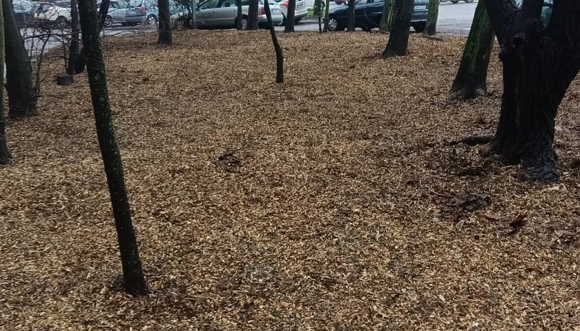 Ul. Żmigrodzka - prace mające na celu poprawę warunków siedliskowych drzew