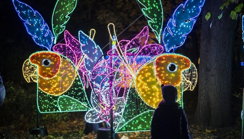 Podświetlona figura w Garden of Lights we Wrocławiu