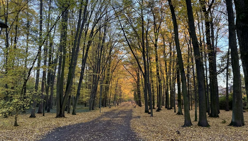 Aleja Romera w Parku Grabiszyńskim idzie do remontu