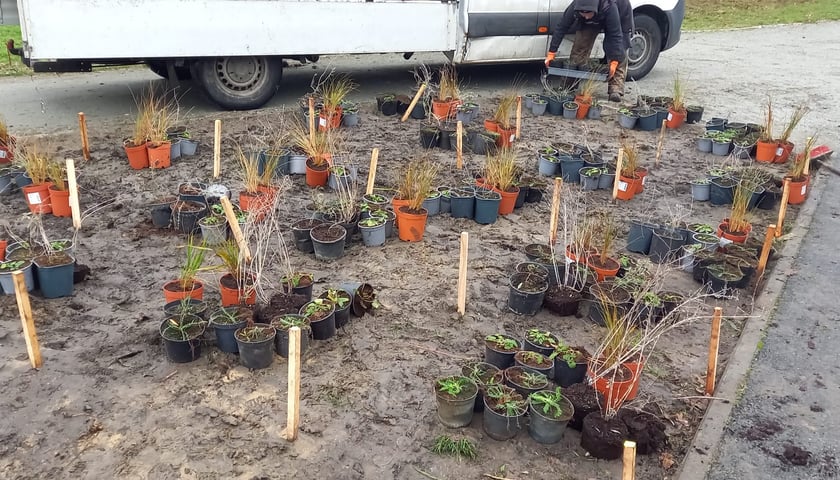 Nowe nasadzenia w Parku Jedności