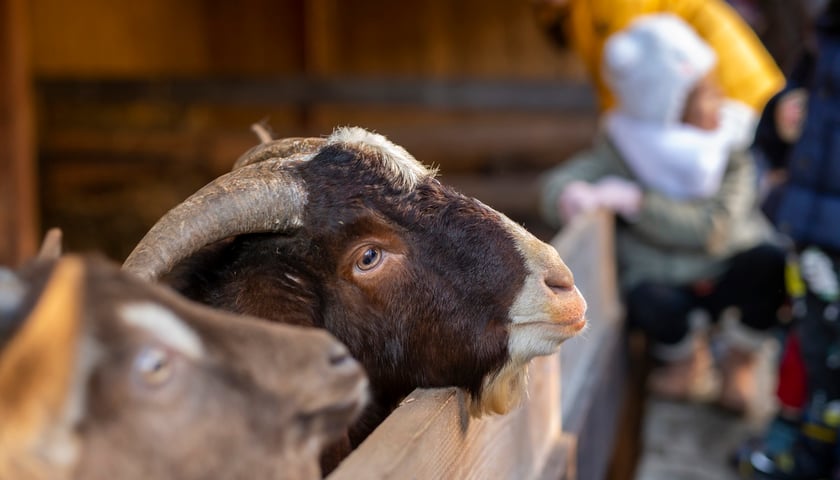 Żywa Szopka przy kościele na Wittiga. Zdjęcie archiwalne. Na zdjęciu koza i sylwetka dziecka