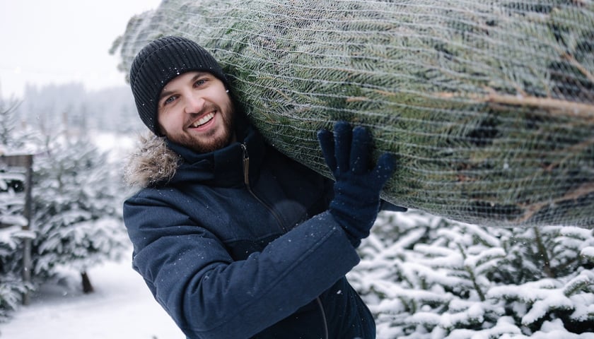 Na zdjęciu młody mężczyzna niesie spakowaną choinkę. Zdjęcie ilustracyjne