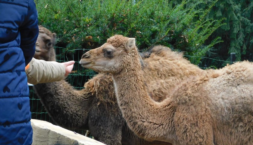 Żywa szopka przy kościele p.w. Matki Boskiej Pocieszenia na Dąbiu