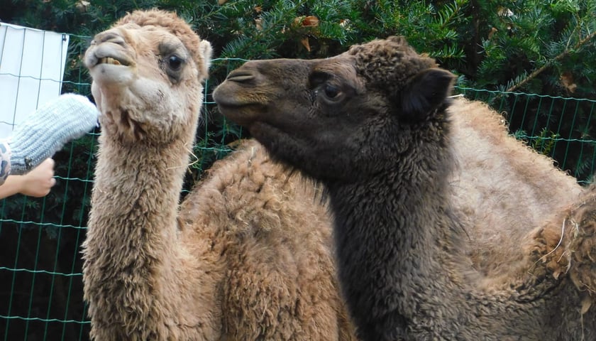 Żywa szopka przy kościele p.w. Matki Boskiej Pocieszenia na Dąbiu