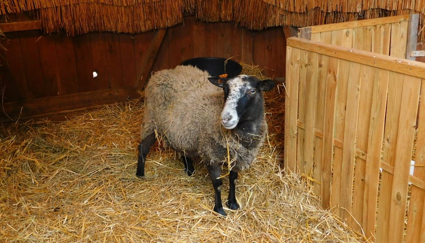 Żywa szopka przy kościele p.w. Matki Boskiej Pocieszenia na Dąbiu
