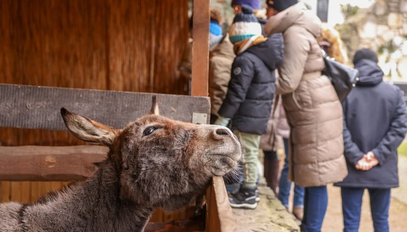 Żywa szopka przy kościele p.w. Matki Boskiej Pocieszenia na Dąbiu