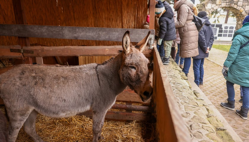 Żywa szopka przy kościele p.w. Matki Boskiej Pocieszenia na Dąbiu