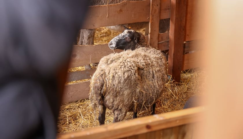 Żywa szopka przy kościele p.w. Matki Boskiej Pocieszenia na Dąbiu