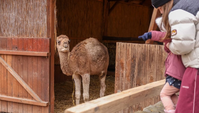 Żywa szopka przy kościele p.w. Matki Boskiej Pocieszenia na Dąbiu