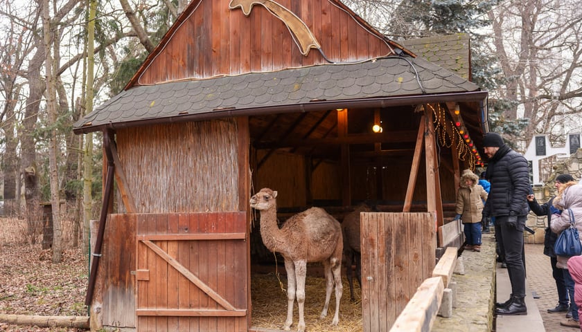 Żywa szopka przy kościele p.w. Matki Boskiej Pocieszenia na Dąbiu