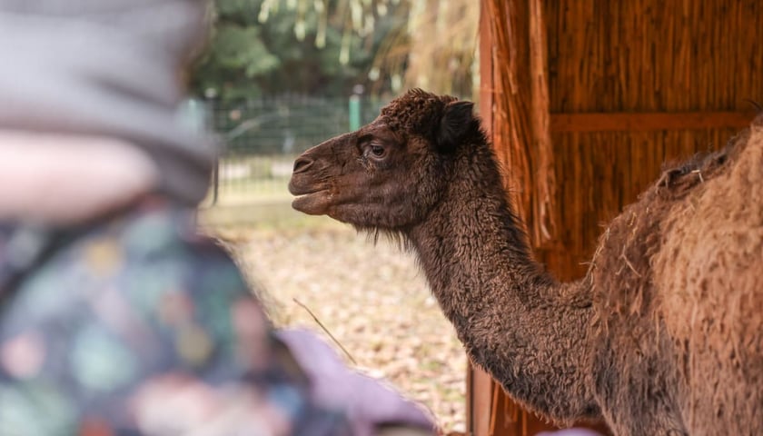 Żywa szopka przy kościele p.w. Matki Boskiej Pocieszenia na Dąbiu