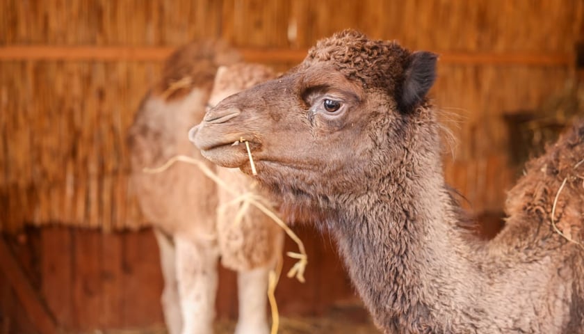Żywa szopka przy kościele p.w. Matki Boskiej Pocieszenia na Dąbiu