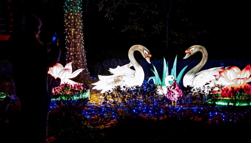 Garden of Lights - Dzika Ameryka